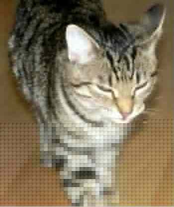 Cat picture - 50% OK
