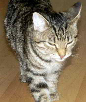 Cat picture - 100% OK